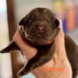 Lucky - Chocolate male Labrador Retriever puppy in Sullivan, Missouri from O’Dell Labs