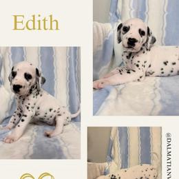 Edith - White and black female Dalmatian puppy in Chehalis, Washington from Dalmatian Vacation