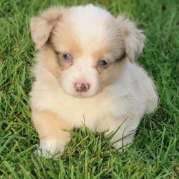 Girl 3 - Red merle and white female American Corgi puppy in Portland, North Dakota from Sliding stop corgis