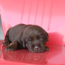 Pancake - Chocolate male Labrador Retriever puppy in Camden, Indiana from Camden's Caring Canines