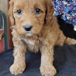 Virginia - Red female Australian Labradoodle puppy in Washington, North Carolina from Pamlico Labradoodles