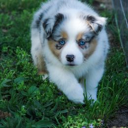 Indigo - Australian Shepherd puppy in Coldwater, Michigan from Northern Star Australian Shepherds