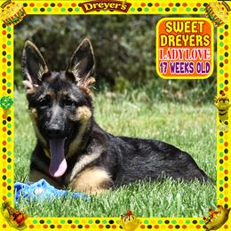 SWEET SWEET DREYERS BIG GIRL - Black and red female German Shepherd puppy in Murrieta, California from Diamond Oaks German Shepherds