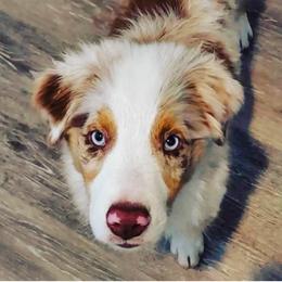 Miniature Australian Shepherd Puppies from Aussies Acre