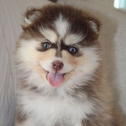 Sage RARE BROWN COLOR READY NOW - Red and white female Pomsky puppy in Apple Creek, Ohio from Kathryn Troyer