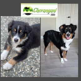 Australian Shepherd Puppies from Cherangani Hills Australian Shepherds