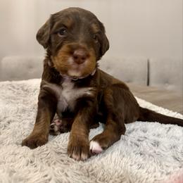 Patsy Cline - Tri-color female Bernedoodle puppy in Draper, Utah from Salt City Farm