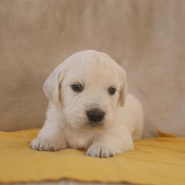 Yellow collar - Light golden male Golden Retriever puppy in Roseburg, Oregon from Unbound Goldens
