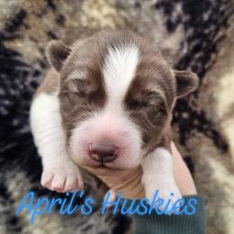 Boy 2 - Red and white male Siberian Husky puppy in Terre Haute, Indiana from April's Huskies