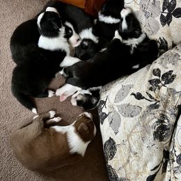 Border Collie Puppies from Pineview Farm