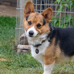 Timmie - Pembroke Welsh Corgi