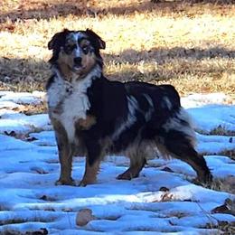 Glory - Miniature Australian Shepherd