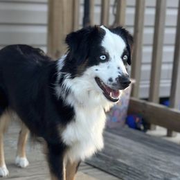 Dottie - Miniature Australian Shepherd