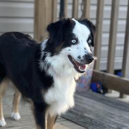 Dottie - Miniature Australian Shepherd