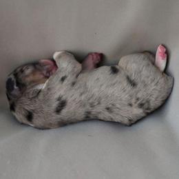 Boy 1 - Blue merle male Aussiedoodle puppy in Lebanon, Oregon from Abbott Family Farm