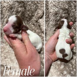 Twix AKC - Chocolate and tan female Dachshund puppy in Osage, Oklahoma from Vandruff Creek Mini Dachshunds
