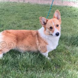 Wally - Pembroke Welsh Corgi
