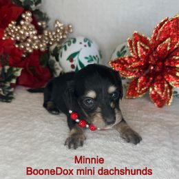 Minnie - Black and cream female Dachshund puppy in Lexington, Oklahoma from BooneDox Miniature Dachshunds