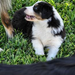 Australian Shepherd Puppies from Dovehawk Australian Shepherds