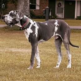 Great Dane All Grown Up from Halsey Danes