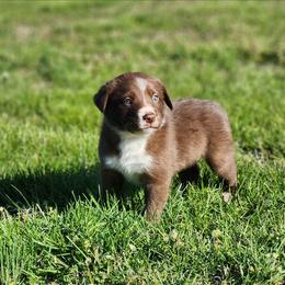 Boy 5 Gray Collar - White and red male Border Collie puppy in Shelbyville, Tennessee from C Horns Ranch Border Collies