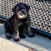 Miniature Schnauzer and Standard Schnauzer Puppies from Shazzam of Oz