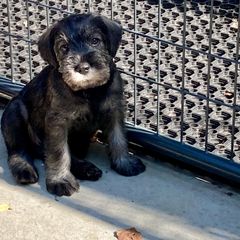Miniature Schnauzer and Standard Schnauzer Puppies from Shazzam of Oz