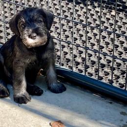 Miniature Schnauzer and Standard Schnauzer Puppies from Shazzam of Oz