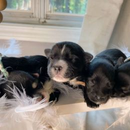 Companion Crosses, Maltese, and Silky Terriers from Silky Malti Puppies
