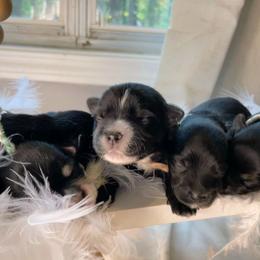 Companion Crosses, Maltese, and Silky Terriers from Silky Malti Puppies