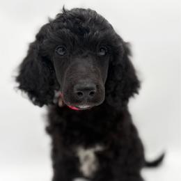 Pudding - Black female Poodle puppy in Otto, North Carolina from Wild Suns Farm