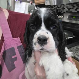 Pickle - Black and white male Cocker Spaniel puppy in Northampton, Pennsylvania from ChristMos Cockers