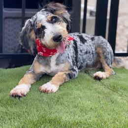 Lakeland - Bernedoodle