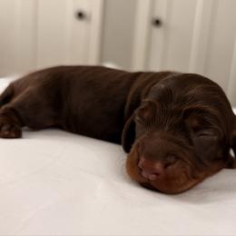 Wally - Chocolate and tan male Dachshund puppy in Massies Mill, Virginia from Pigeon Hill Dachshunds