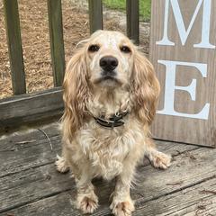 Basset Hounds, Boykin Spaniels, English Cocker Spaniels, and Labrador Retrievers from PARK’s Family Farm