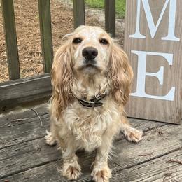 Basset Hounds, Boykin Spaniels, English Cocker Spaniels, and Labrador Retrievers from PARK’s Family Farm