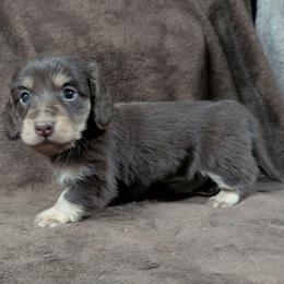 Penny - Chocolate and tan female Dachshund puppy in Choctaw, Oklahoma from TS Performance Horses & Dachshunds