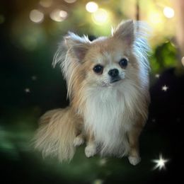 Chihuahua and Cocker Spaniel All Grown Up from Keto Kennels