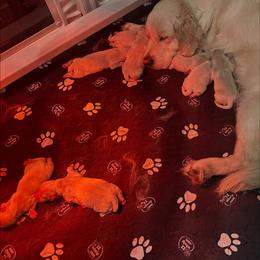 Millie - Light golden female Golden Retriever puppy in Benson, North Carolina from Mule City Kennels