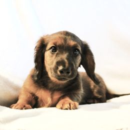 Little Bear - Sable male Dachshund puppy in Sterling, Colorado from Country Chics Doxies