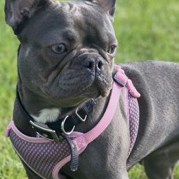 French Bulldogs from C.O.’s Inktown Kennels