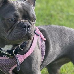 French Bulldogs from C.O.’s Inktown Kennels