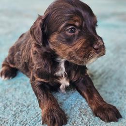 Snickers - Tri-color male Bernedoodle puppy in Salem, Missouri from Meadowbrook Poodles