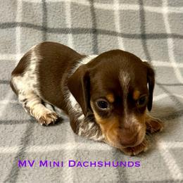 Prince - Piebald male Dachshund puppy in Carlsbad, Texas from MV Mini Dachshunds