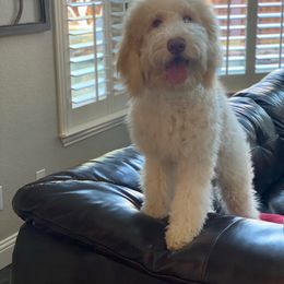 Jolie - Goldendoodle