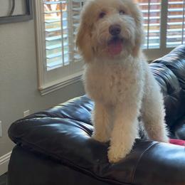 Jolie - Goldendoodle