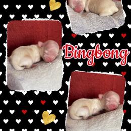 Bingbong - Cream male Chihuahua puppy in Kannapolis, North Carolina from East Coast Bull Terriers N Chihuahuas
