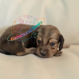 Draco - Cream male Dachshund puppy in Peyton, Colorado from Dachshund Universe
