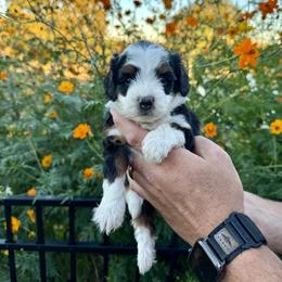 Aussiedoodle and Bernedoodle Puppies from LolliPop Farms