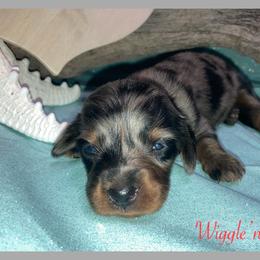 Dachshund and Pug Puppies from Wiggle'n V Ranch